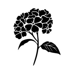 Hydrangea flower, black and white flower hydrangea isolated, handdrawn floral elements for design.