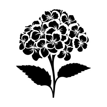 black hydrangea flower silhouette on white clip art preview