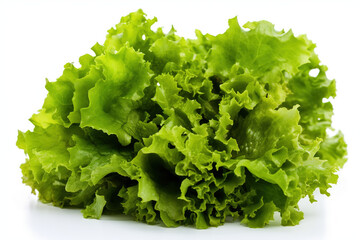 Fresh head of lettuce full of green crispy leaves