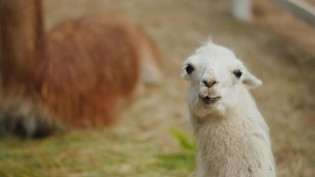 White llama with a tag in his ear chewing hay and looking at the camera.