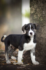 cute small black and white puppy portrait outdoor in autumn nature standing near a tree trunk
