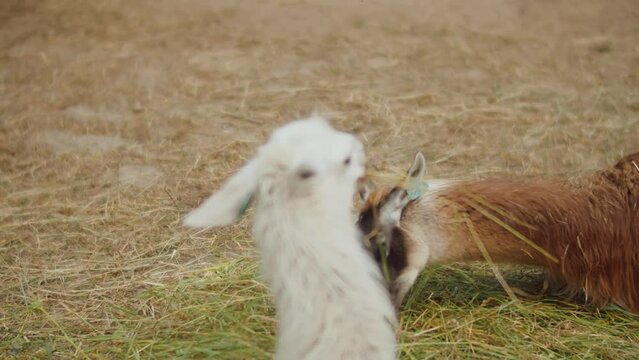 white and brown llamas lying in the grass and chewing hay, alpaca farm animals