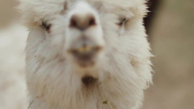Fluffy funny white haired alpaca stares into the camera, close up view