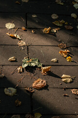 autumn leaves on the ground