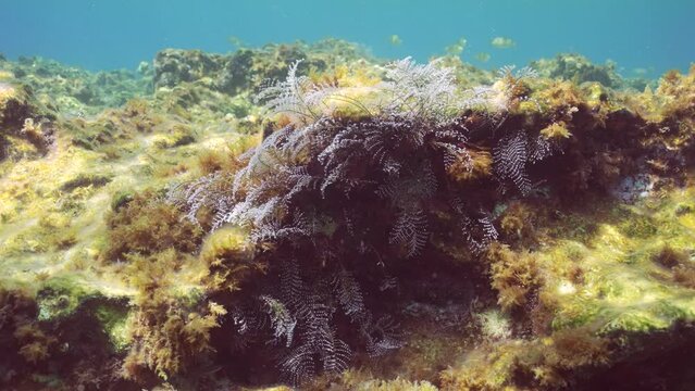 Close-up of hristmas tree hydroid (Pennaria disticha) on rocks covered with algae sways in tidal marine current in sun rays, Mediterranean sea, Slow motion