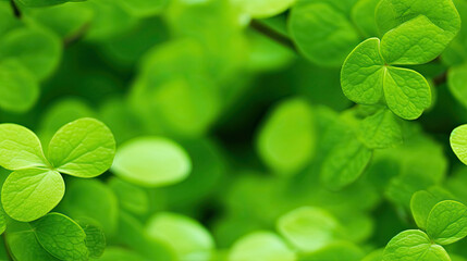 Fototapeta na wymiar green clover leaves background