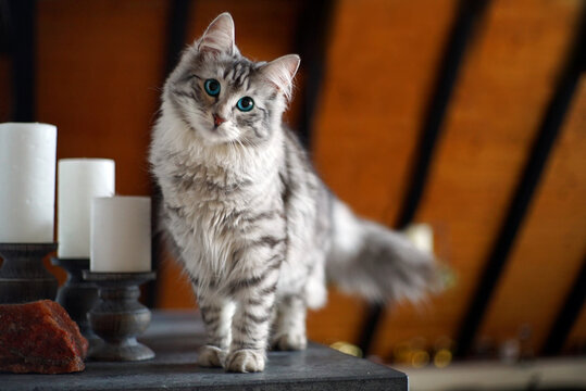 Junge Norwegische Waldkatze