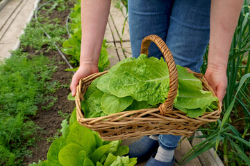 growing lettuce leaves in a greenhouse. Growing green salads and vegetables in a greenhouse. Hydroponics grows in a greenhouse. The gardener cuts green lettuce leaves and puts them in a basket