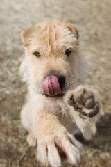 dog portrait in early spring time in village
