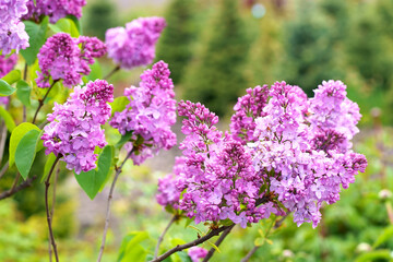 Lilac flowers branch. Floral background natural spring. Blossoming lilac flower bud. spring time color. Beautiful purple petal plant. Botanical flora Aesthetic mood Summer garden Pink liliac