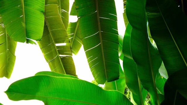 Low angle view of green lush tropical foliage palms and banana leaves. Sun shinning through leaves texture.
