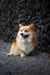 Adorable Red Welsh Corgi Pembroke Posing against black stony background. Cute Red Fluffy Corgi Portrait.