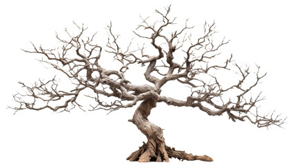 Miniature Bonsai tree branches structure shaping, winter leafless tree isolated - obrazy, fototapety, plakaty