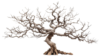 big old dead tree, isolated with shadow on white