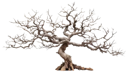 Badkamer foto achterwand Miniature Bonsai tree branches structure shaping, winter leafless tree isolated © PNG