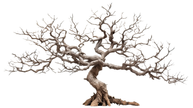 big old dead tree, isolated with shadow on white