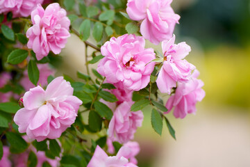 Breeding roses. Protecting ornamental crops. Pink rose flower with green leaves on a blurry background. Beautiful blooming of a bright pink rose in a summer garden on a sunny day.