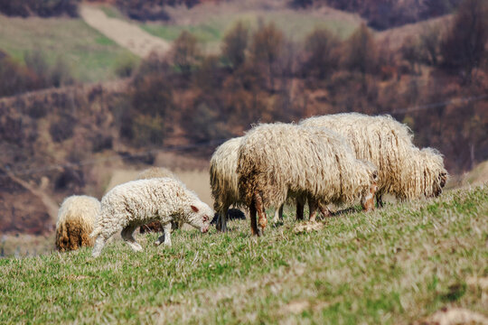 small lamb among woolly sheep on the hill in early spring. animals grazing in carpathian mountains. sunny weather in march