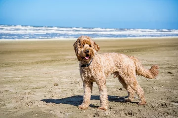 Poster de jardin Mer du Nord, Pays-Bas happy dog at the sand beaches of the north sea