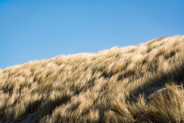 beachgrass on sand dunes in the wind and blue sky
