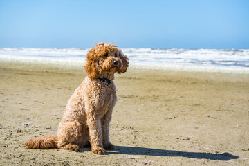 dog sitting calmly on sand beach 