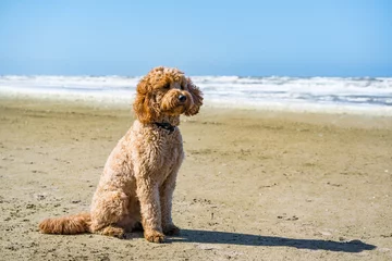Papier Peint photo Lavable Mer du Nord, Pays-Bas dog sitting calmly on sand beach 