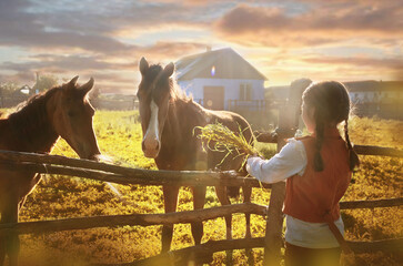 a girl feeds hay to horses in a stable on a ranch at sunset.