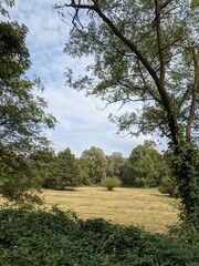 Obraz premium Forest