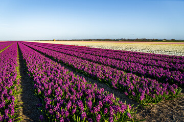 endless colorful fields of hyacinths in the netherlands