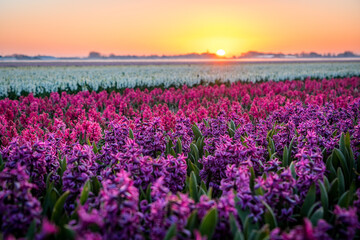 field of red and purple hyacinths in holland