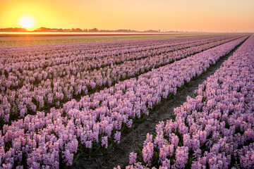endless field of pink hyacinths in the netherlands during sunrise