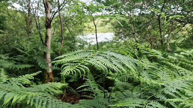 Ferns, Pteridium aquilinum, growing at a lake in County DOnegal, Ireland