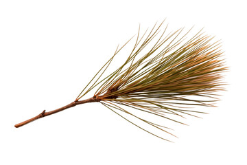 Realistic Ponderosa Pine Needle Isolated on Transparent Background