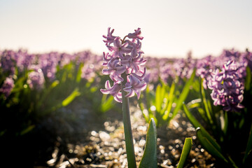 close up shot of purple hyacinth flower in a field in holland 