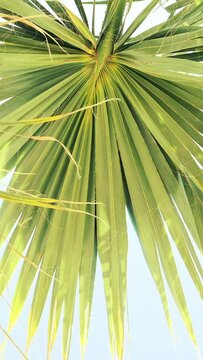 Close up of palm tree leaf vertical video