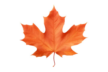 Autumnal Sugar Maple Foliage Isolated on Transparent Background