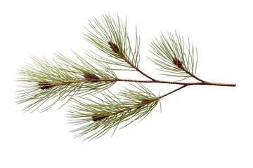 Evergreen Pine Foliage Isolated on Transparent Background - obrazy, fototapety, plakaty