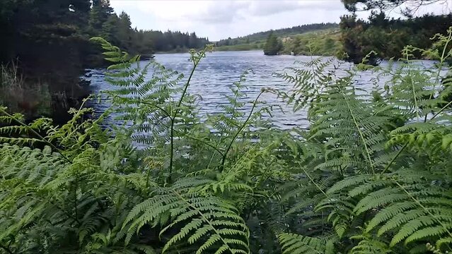 Ferns, Pteridium aquilinum, growing at a lake in County DOnegal, Ireland