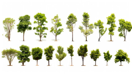 ollection of Isolated Trees on white background , A beautiful trees from Thailand , Suitable for use in architectural design , Decoration work , Used with natural articles both on print and website. - obrazy, fototapety, plakaty