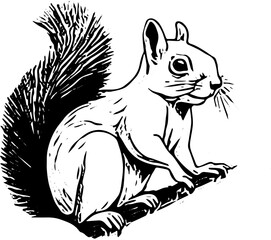 Squirrel on a tree | Squirrel vector illustration black and white | Silhouette of a squirrel