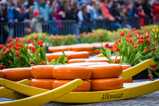whole cheese on barrows at alkmaar cheese market