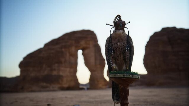 Majestic Falcon Near Saudi Arabia Arch - dusk