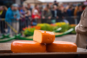 cut dutch cheese on the table at cheese market in alkmaar