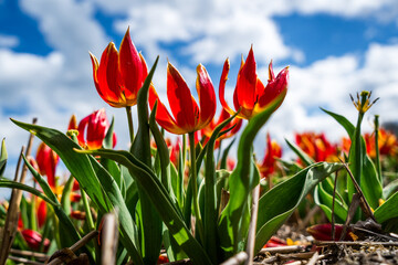 beautiful red tulips against the sky