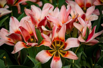 colorful flowers in the garden in spring