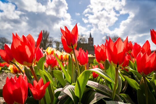 red tulips against blue sky background with chruch