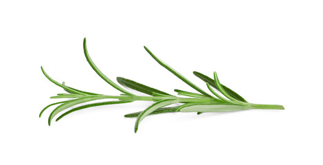 Fototapeta premium Sprig of fresh rosemary isolated on white
