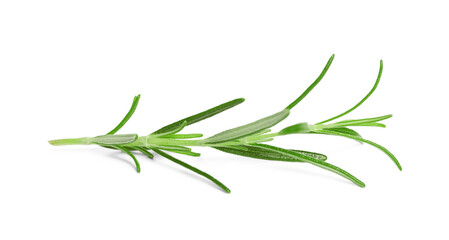 Fototapeta premium Sprig of fresh rosemary isolated on white