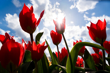 sun shining through red tulips against blue sky