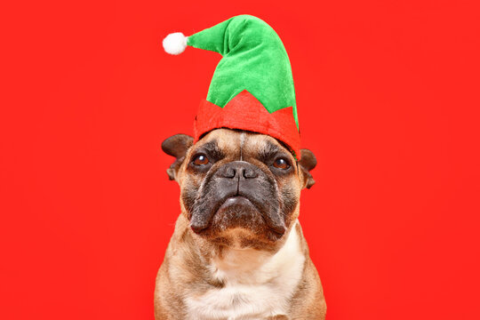 French Bulldog dog dressed up with Christmas elf costume hat in front of red background